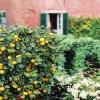 Zitronen im Garten